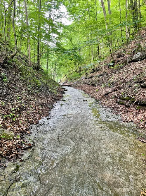 A gentle stream flowing through the lush forest