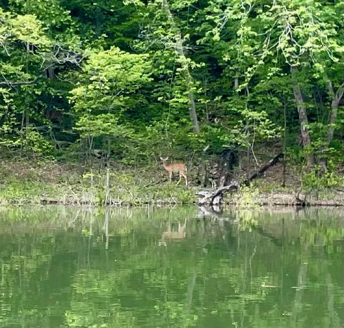 Lake Cumberland shore reflection