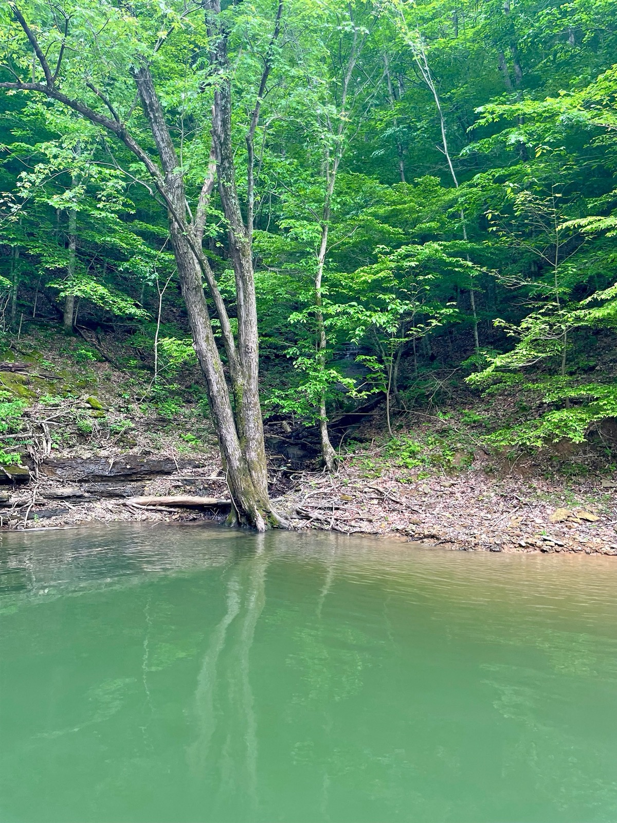 Lake Cumberland shoreline